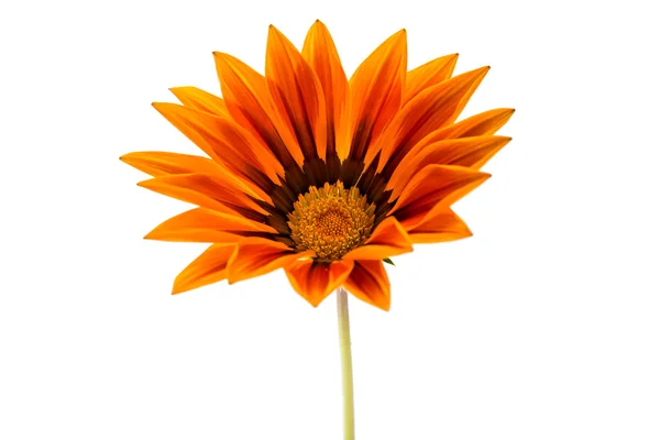 Beautiful gazania isolated — Stock Photo, Image