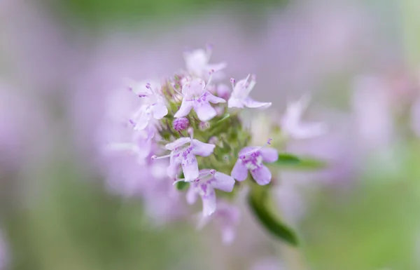 Purple flowers close-up — Stock Photo, Image