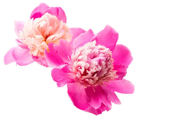 Peony flower isolated — Stock Photo, Image