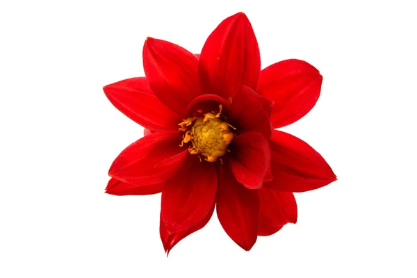 Red dahlia isolated — Stock Photo, Image