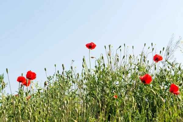 Red poppy flowers growing in the meadow — Stock Photo, Image