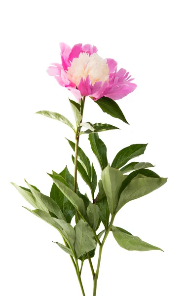 Peonia rosa isolata — Foto Stock