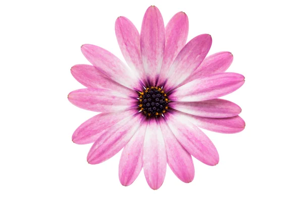 孤立在白色背景上的紫色粉红色的 Osteosperumum 花雏菊 — 图库照片