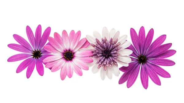 Violet Pink Osteosperumum Flower Daisy Isolated on White Backgro — Stock Photo, Image