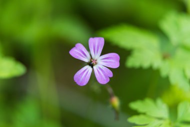 çiçekler baharda bir çayır üzerinde büyüyen kapatın