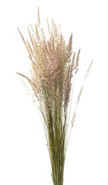 İzole tomurcukları çayır çimen ile kurutulmuş kaynaklanıyor
