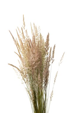 İzole tomurcukları çayır çimen ile kurutulmuş kaynaklanıyor