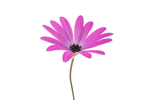 Osteospermum 雏菊或海角朵雏菊花 — 图库照片