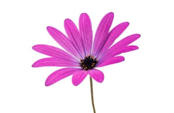 Osteospermum Daisy или Cape Daisy Flower — стоковое фото