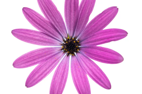 Osteospermum Daisy o Cape Daisy Flower — Foto de Stock