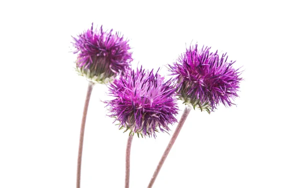 Thistles flower isolated — Stock Photo, Image