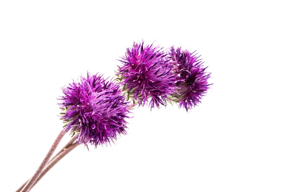 Thistles flower isolated — Stock Photo, Image