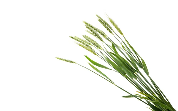 Green wheat ears isolated — Stock Photo, Image