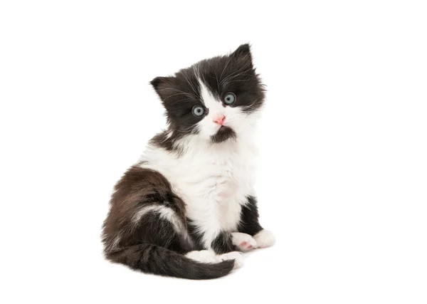 Zwart-wit kitten — Stockfoto