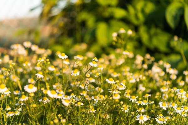 Margherita medica che cresce nel prato — Foto Stock