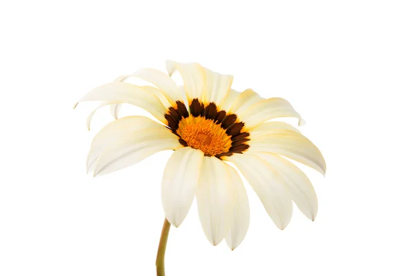 Bella gazania isolata — Foto Stock