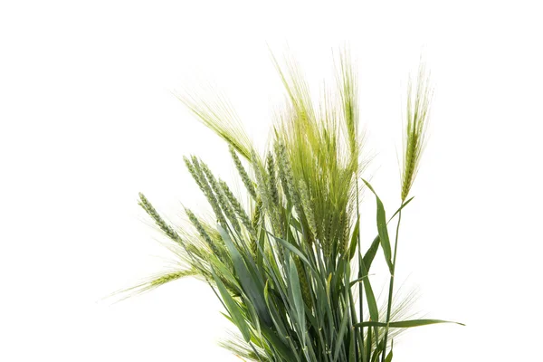 Green wheat ears isolated — Stock Photo, Image