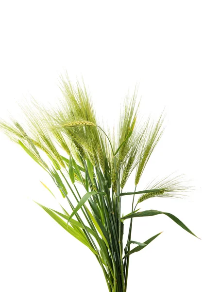 Green wheat ears isolated — Stock Photo, Image