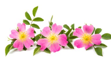 izole yabani gül çiçek 