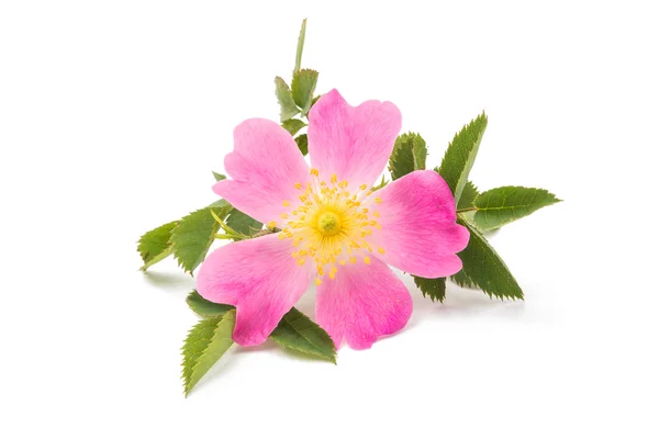 Wild rose bloem geïsoleerd — Stockfoto