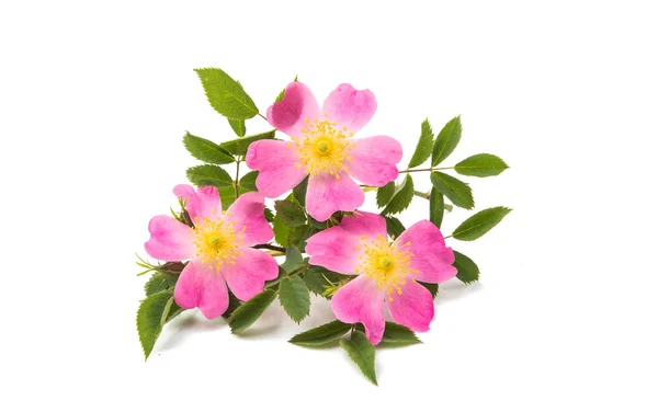 Wild rose bloem geïsoleerd — Stockfoto