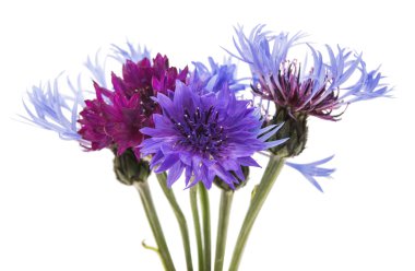 İzole Peygamber Çiçeği çiçek 