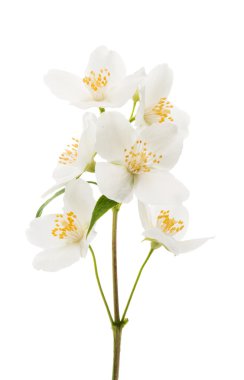 Yasemin çiçeği izole 