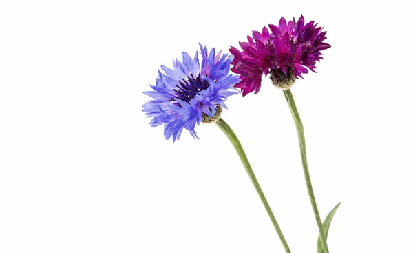 Flower of cornflower isolated — Stock Photo, Image