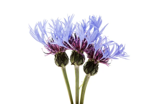 Flower of cornflower isolated — Stock Photo, Image