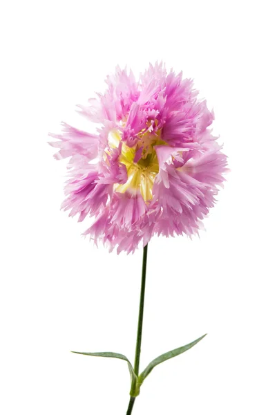 Purple carnation isolated — Stock Photo, Image