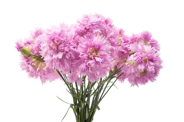 Purple carnation isolated — Stock Photo, Image