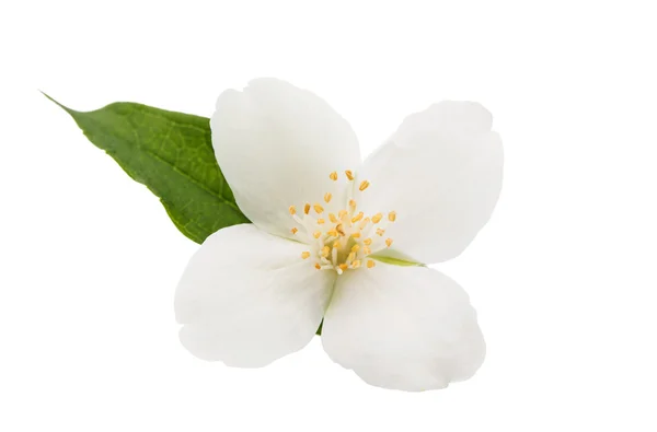 Jasmine flower geïsoleerd — Stockfoto