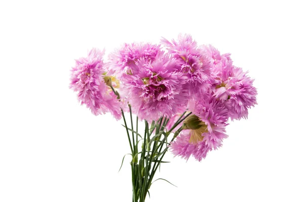 Purple carnation isolated — Stock Photo, Image