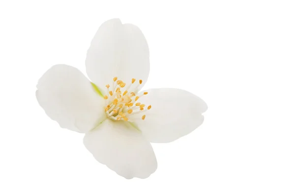 Jasmine flower isolated — Stock Photo, Image