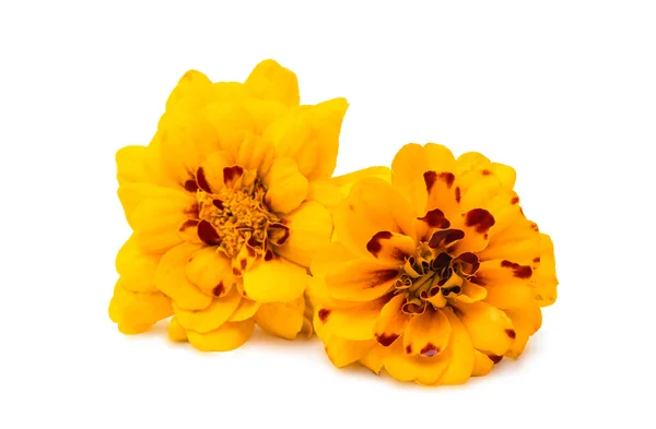 Izole turuncu kadife çiçeği — Stok fotoğraf