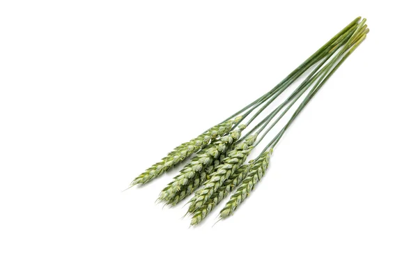 Green wheat ears isolated — Stock Photo, Image