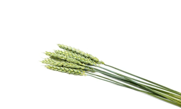 Green wheat ears isolated — Stock Photo, Image