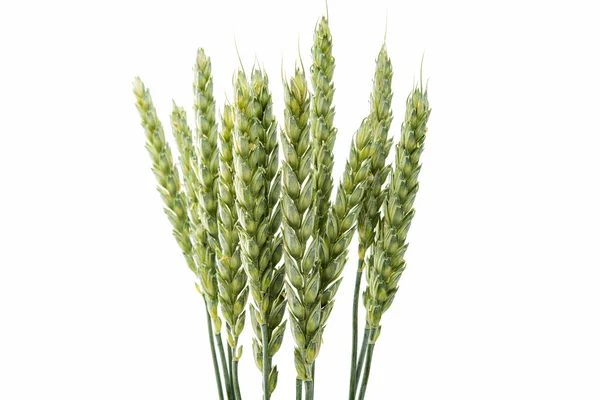 Green wheat ears isolated — Stock Photo, Image