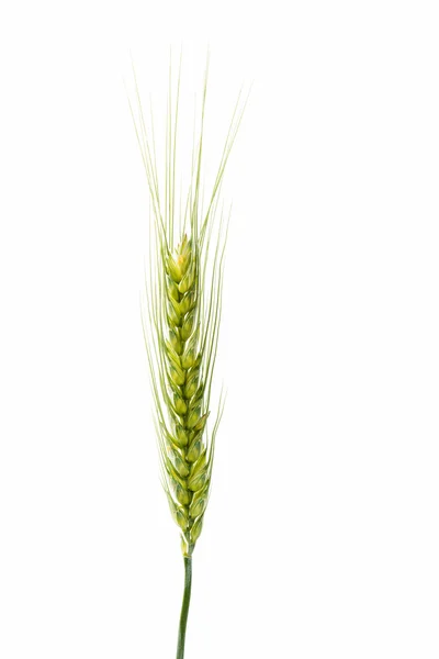 Green wheat ears isolated — Stock Photo, Image