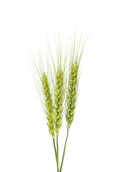 Green wheat ears isolated — Stock Photo, Image