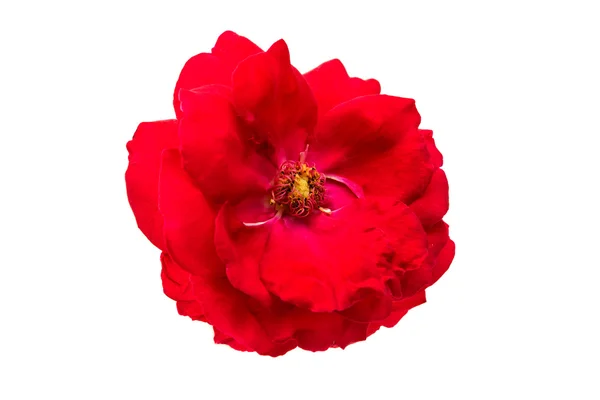 Red rose isolated — Stock Photo, Image