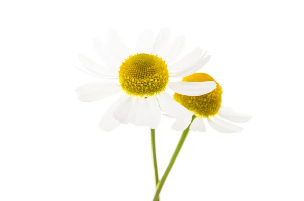 孤立的医疗雏菊 — 图库照片