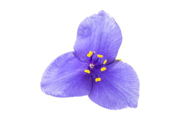 izole mavi Tradescantia 