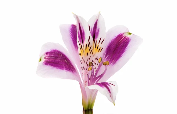 Menekşe Alstroemeria çiçek — Stok fotoğraf