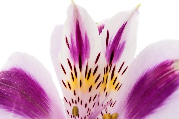 Menekşe Alstroemeria çiçek — Stok fotoğraf