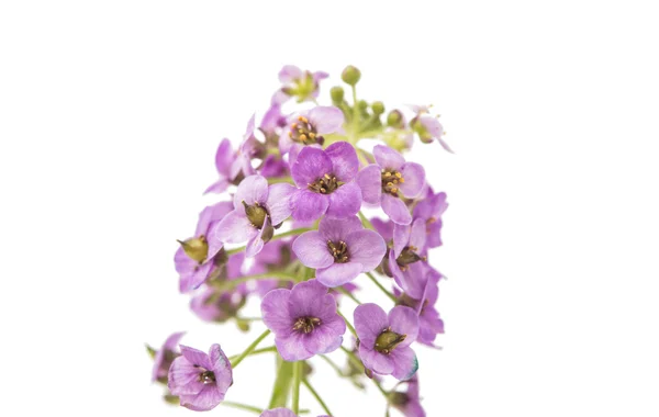 Schildzaad bloem geïsoleerd — Stockfoto