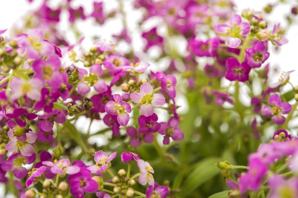 Alyssum flower isolated — Stock Photo, Image