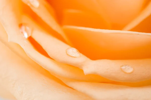 Close up of orange rose petals — Stock Photo, Image