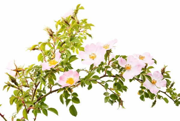 Fiore di rosa selvatica isolato — Foto Stock