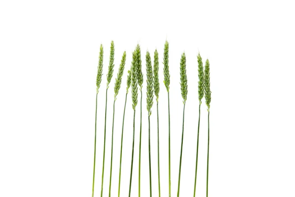 分離された緑の小麦の穂 — ストック写真